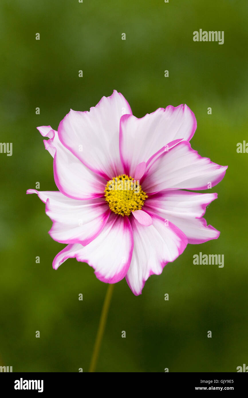 White and yellow garden cosmos hi-res stock photography and images - Alamy