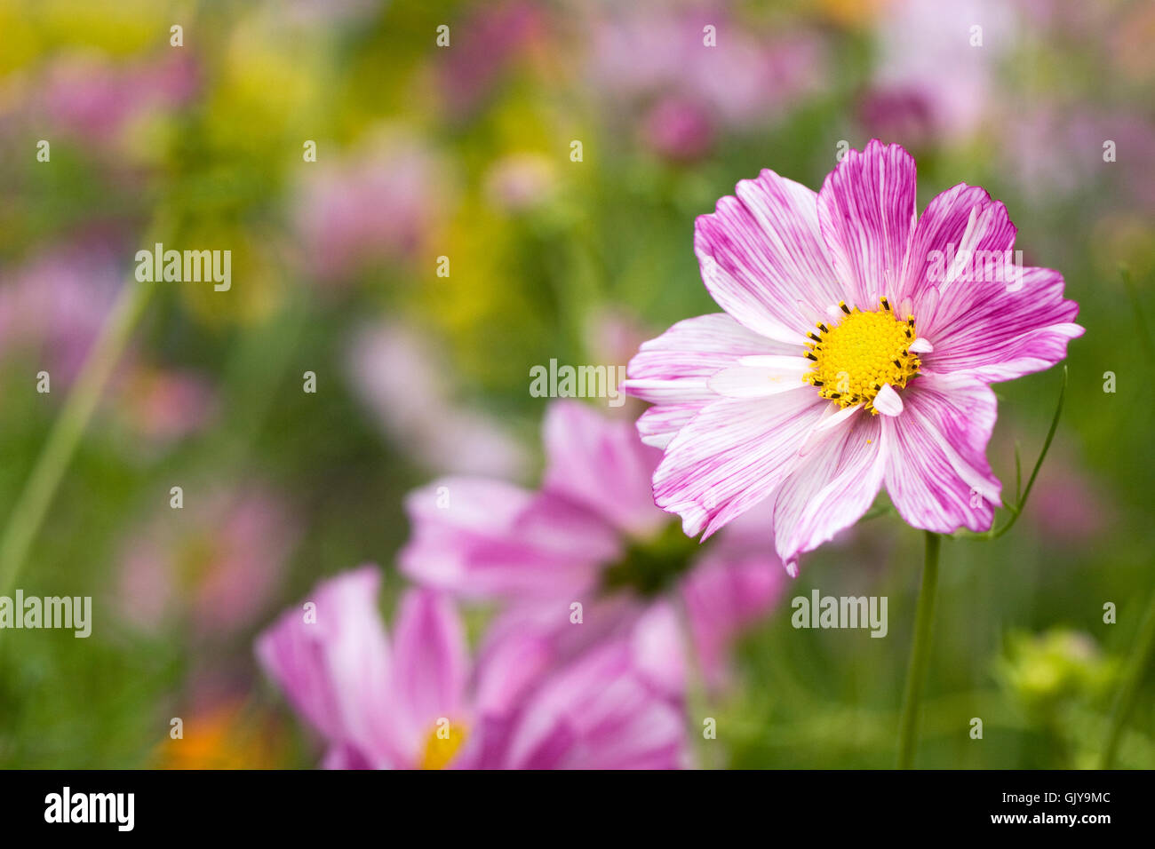 Cosmos bipinnatus Rosetta flowers. Stock Photo