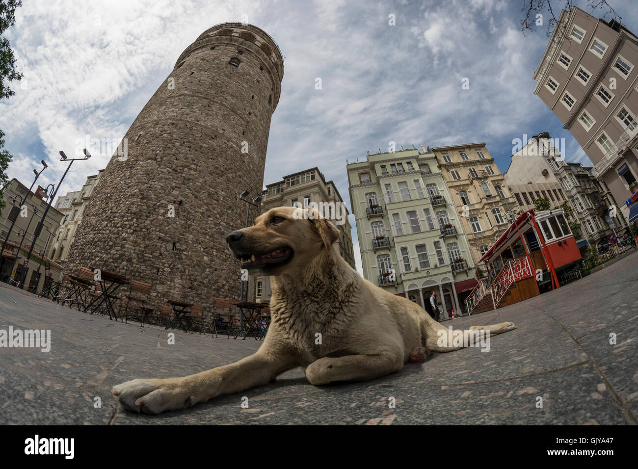 street dog in istanbul Stock Photo Alamy