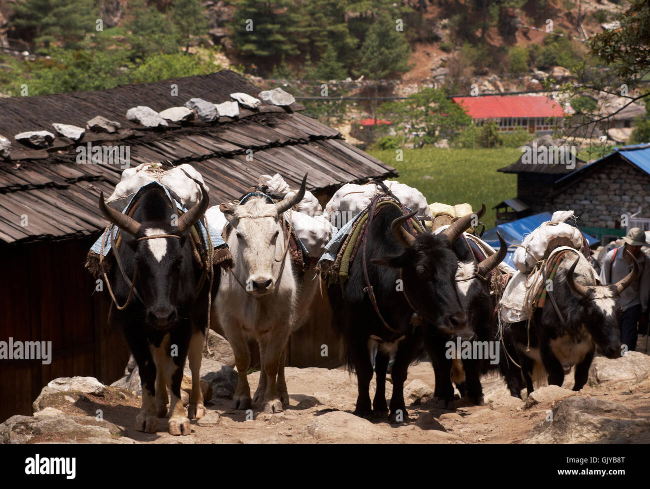 Yak Transport High Resolution Stock Photography and Images Alamy