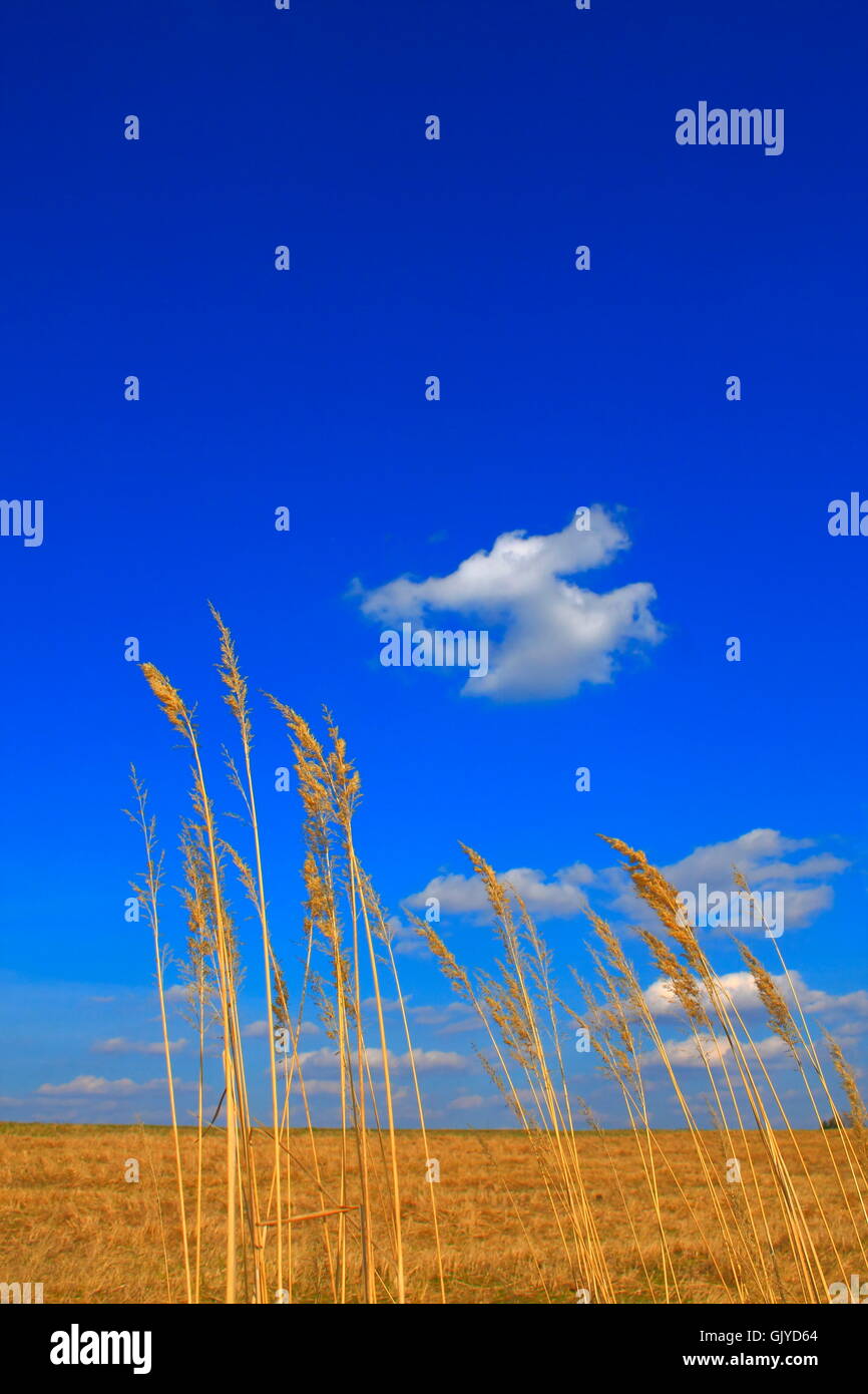 Cereals farming hi-res stock photography and images - Alamy
