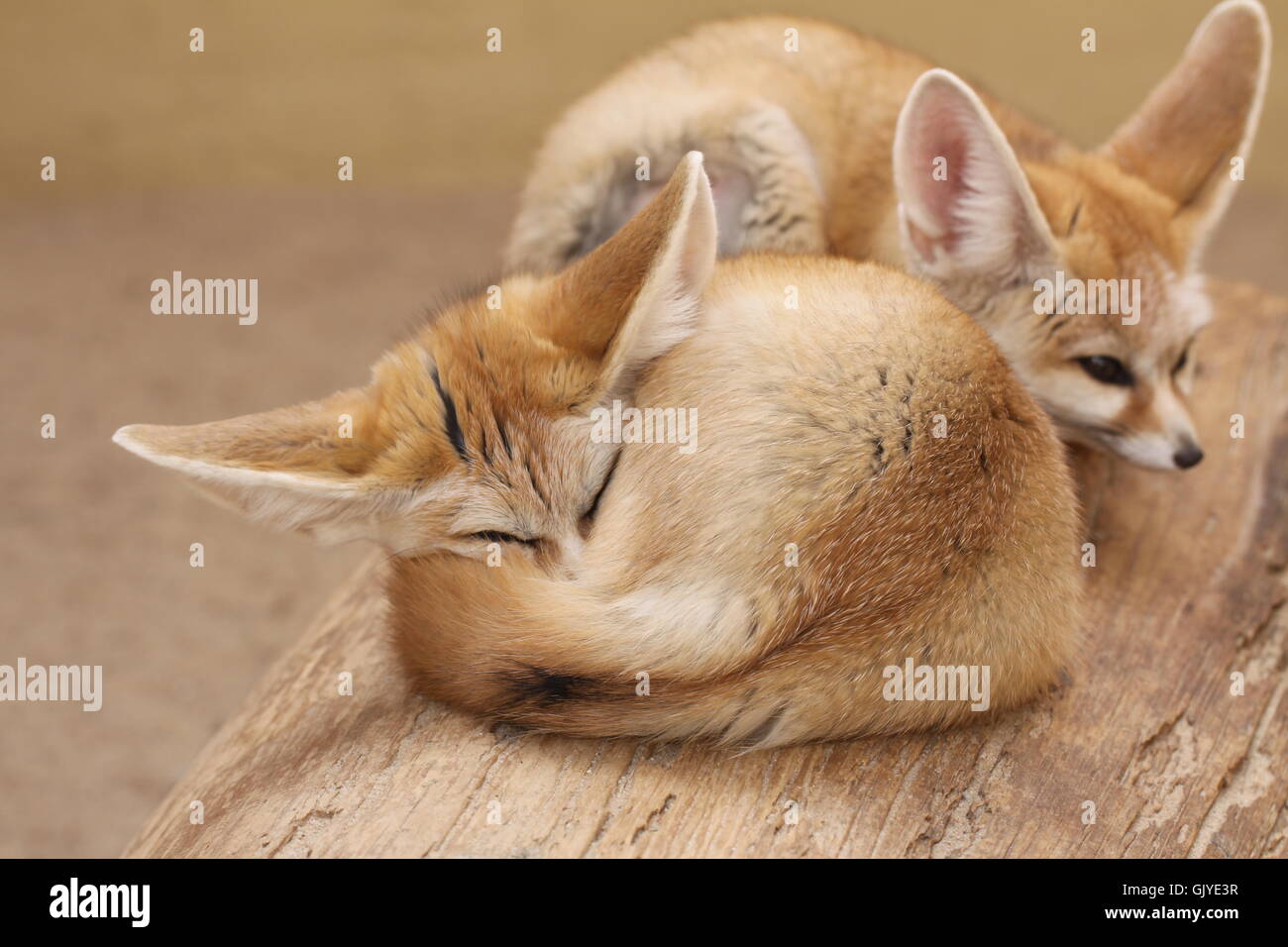 fennek Stock Photo: 114929803 - Alamy