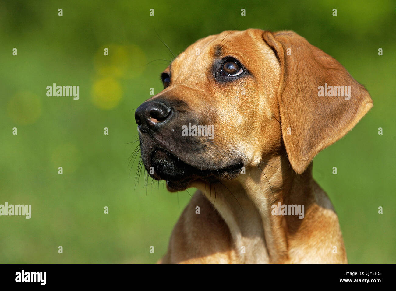 animal portrait dog Stock Photo