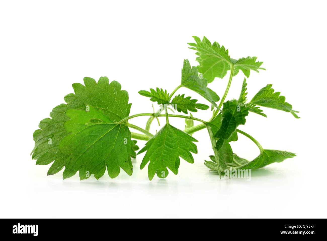 Burn nettle hi-res stock photography and images - Alamy