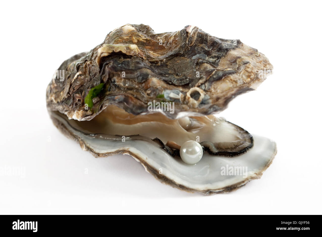 shell pearl oyster Stock Photo