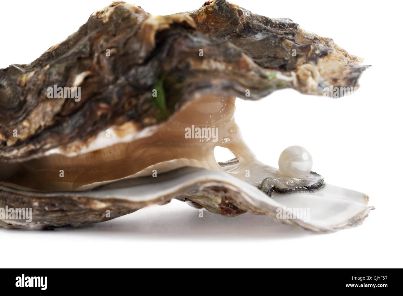 oyster with pearl Stock Photo