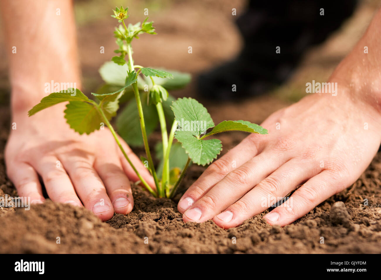strawberries are planted in the garden Stock Photo - Alamy