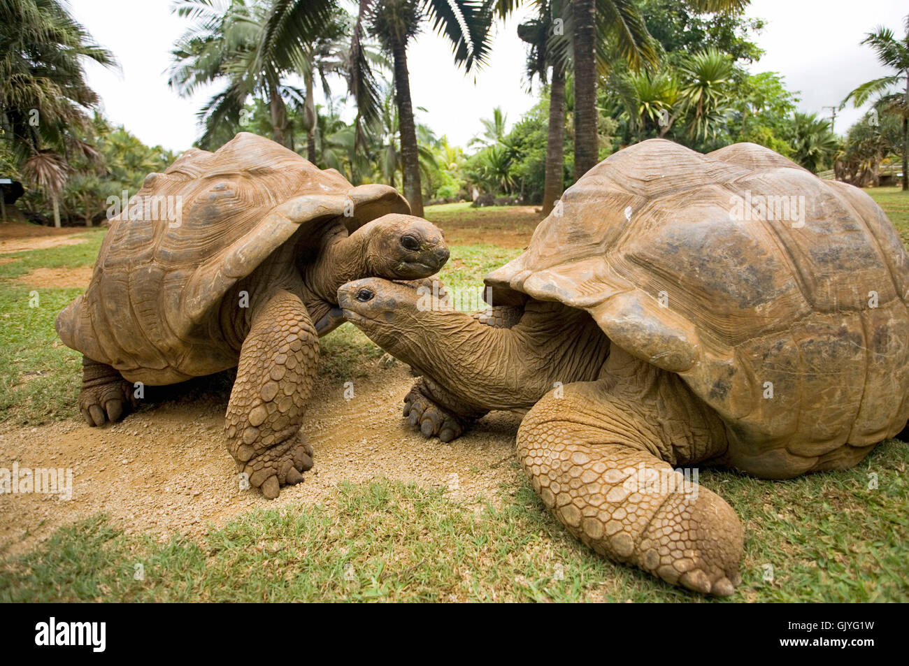 galapagos tortoises Stock Photo