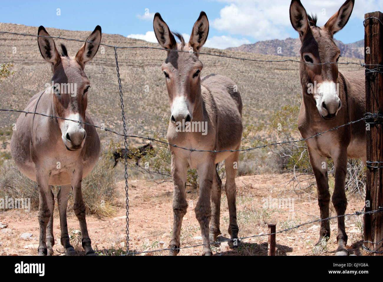 animal wildlife donkey Stock Photo