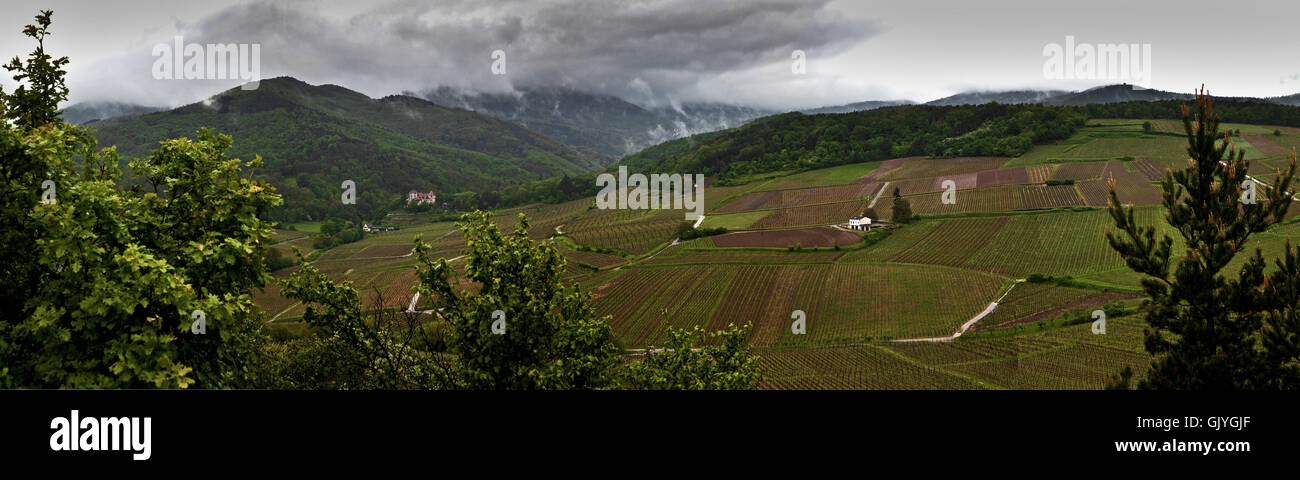 vineyard france alsace Stock Photo