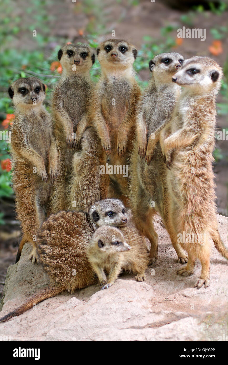 meerkats Stock Photo