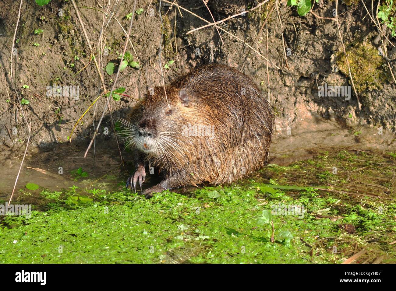 041 hi-res stock photography and images - Alamy