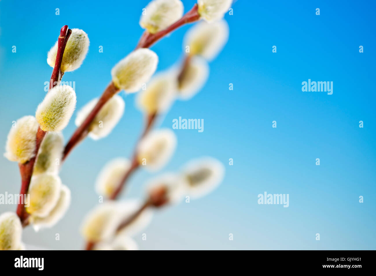 branches easter spring Stock Photo - Alamy