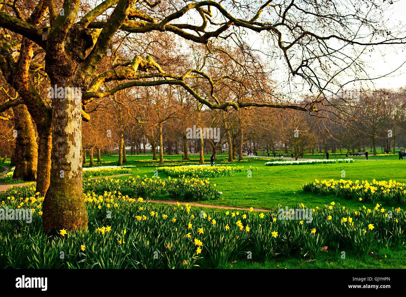 Uk trees blossom field hires stock photography and images Alamy