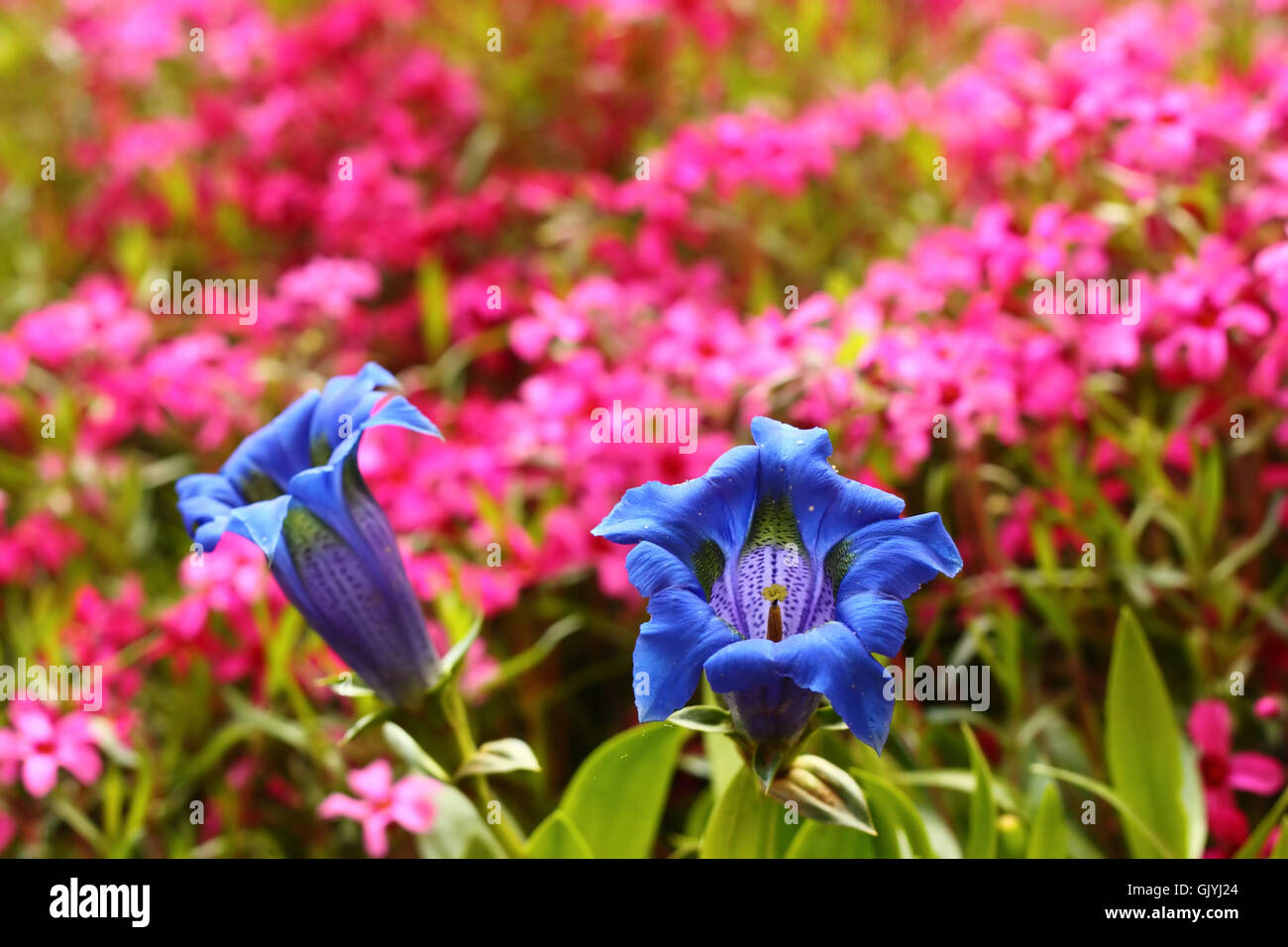 blue flower plant Stock Photo