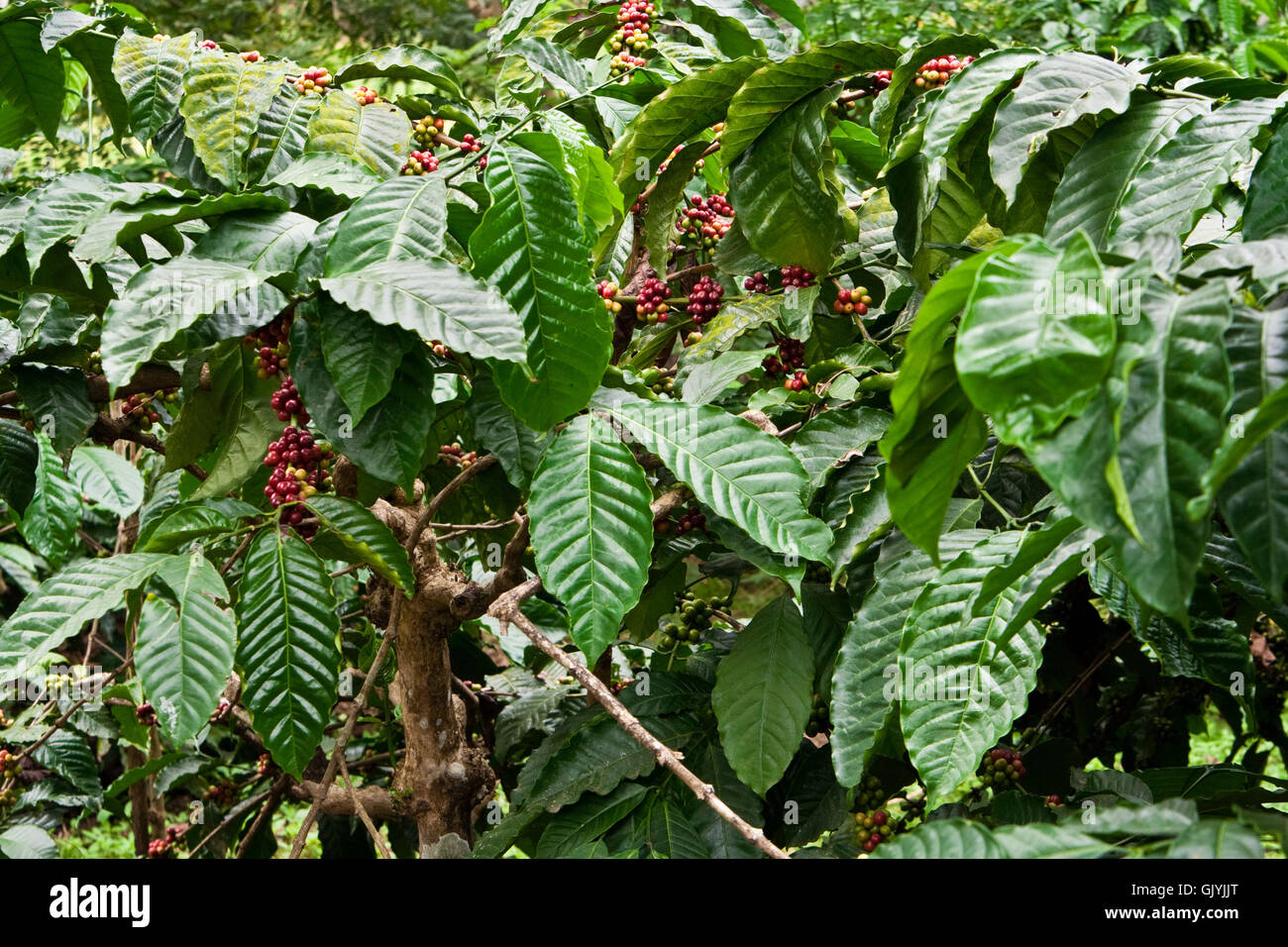 coffee plant Stock Photo