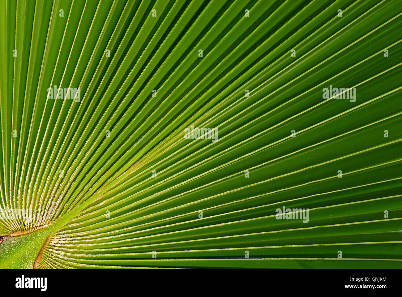 green lines design Stock Photo