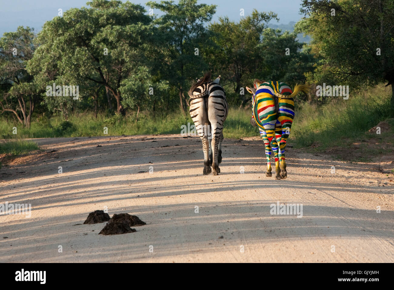 south african zebras Stock Photo
