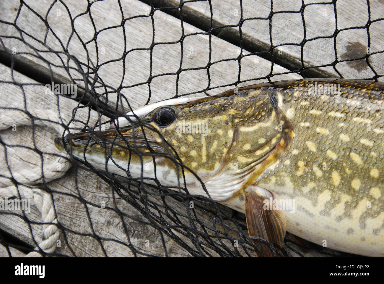Small pike hi-res stock photography and images - Alamy