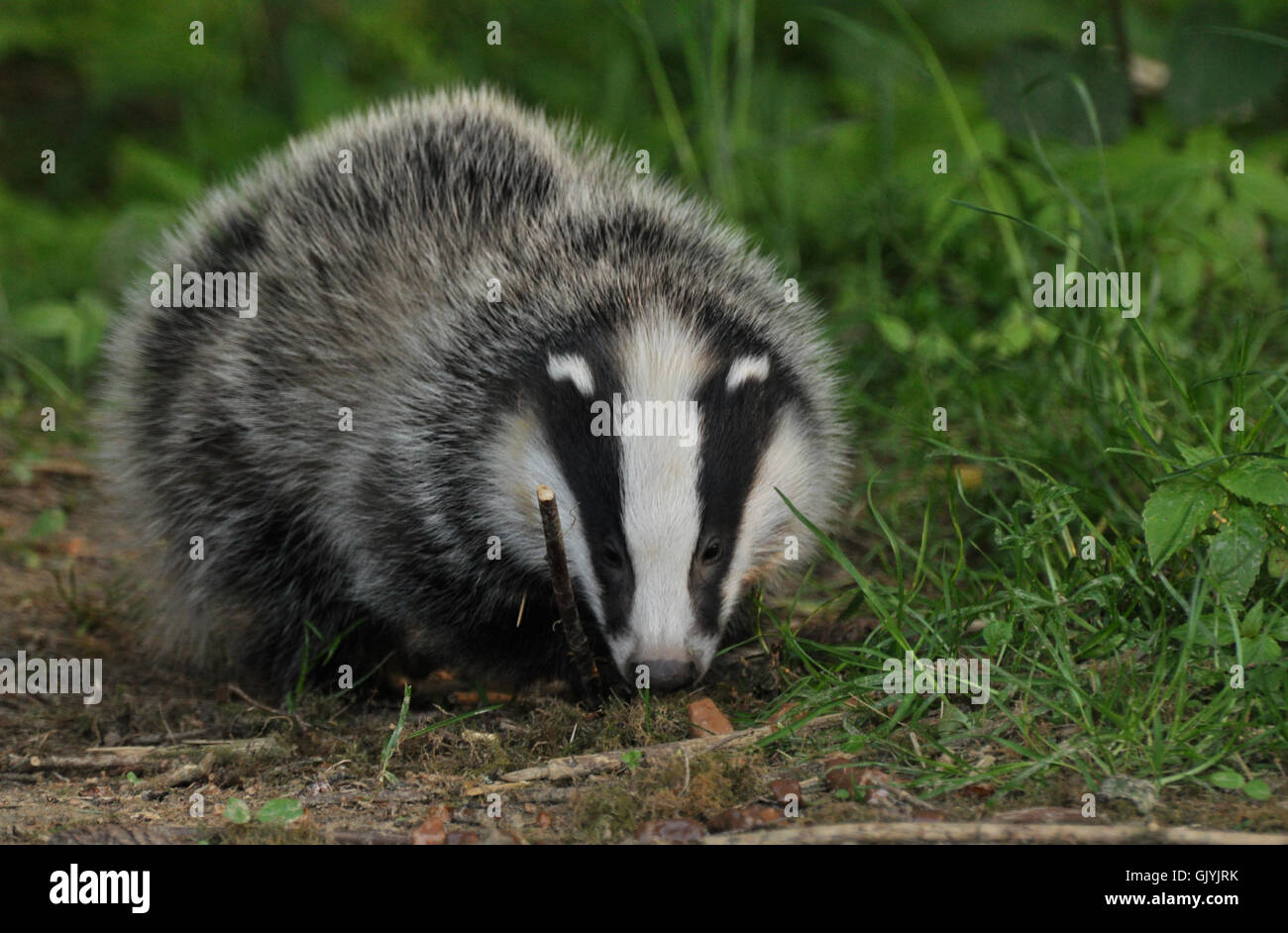 wild animal badger badgers Stock Photo