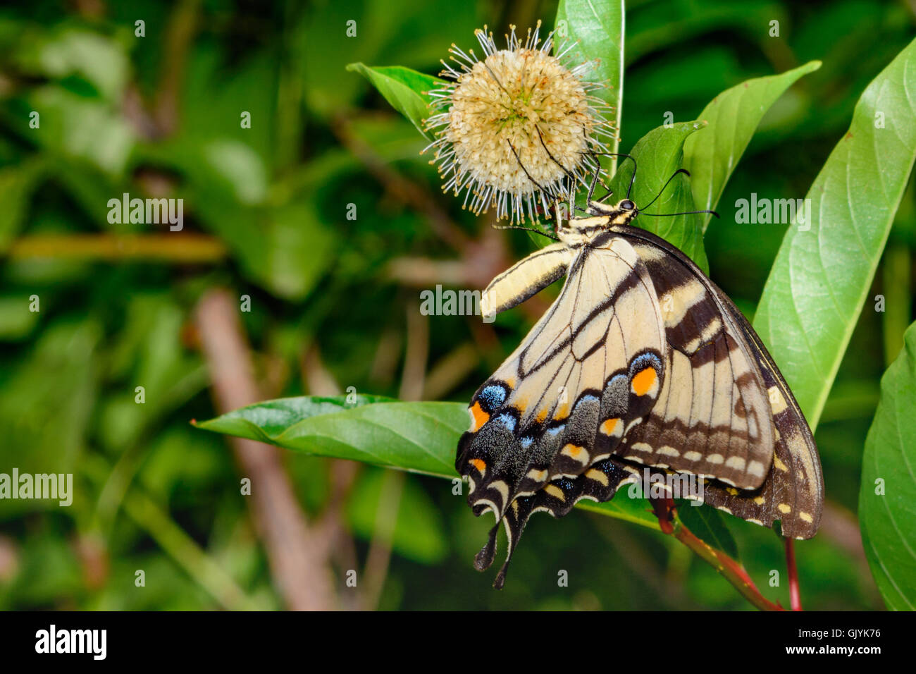 Eastern tiger swallowtail (Papilio glaucus) butterfly with vivid blue yellow and black. side view Stock Photo