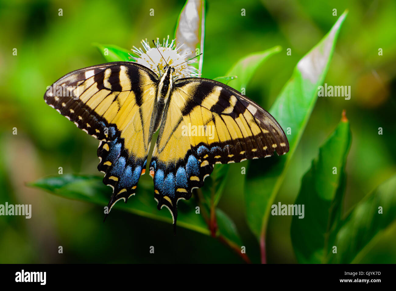Eastern tiger swallowtail (Papilio glaucus) butterfly with vivid blue yellow and black. Fully open wings. Top View Stock Photo