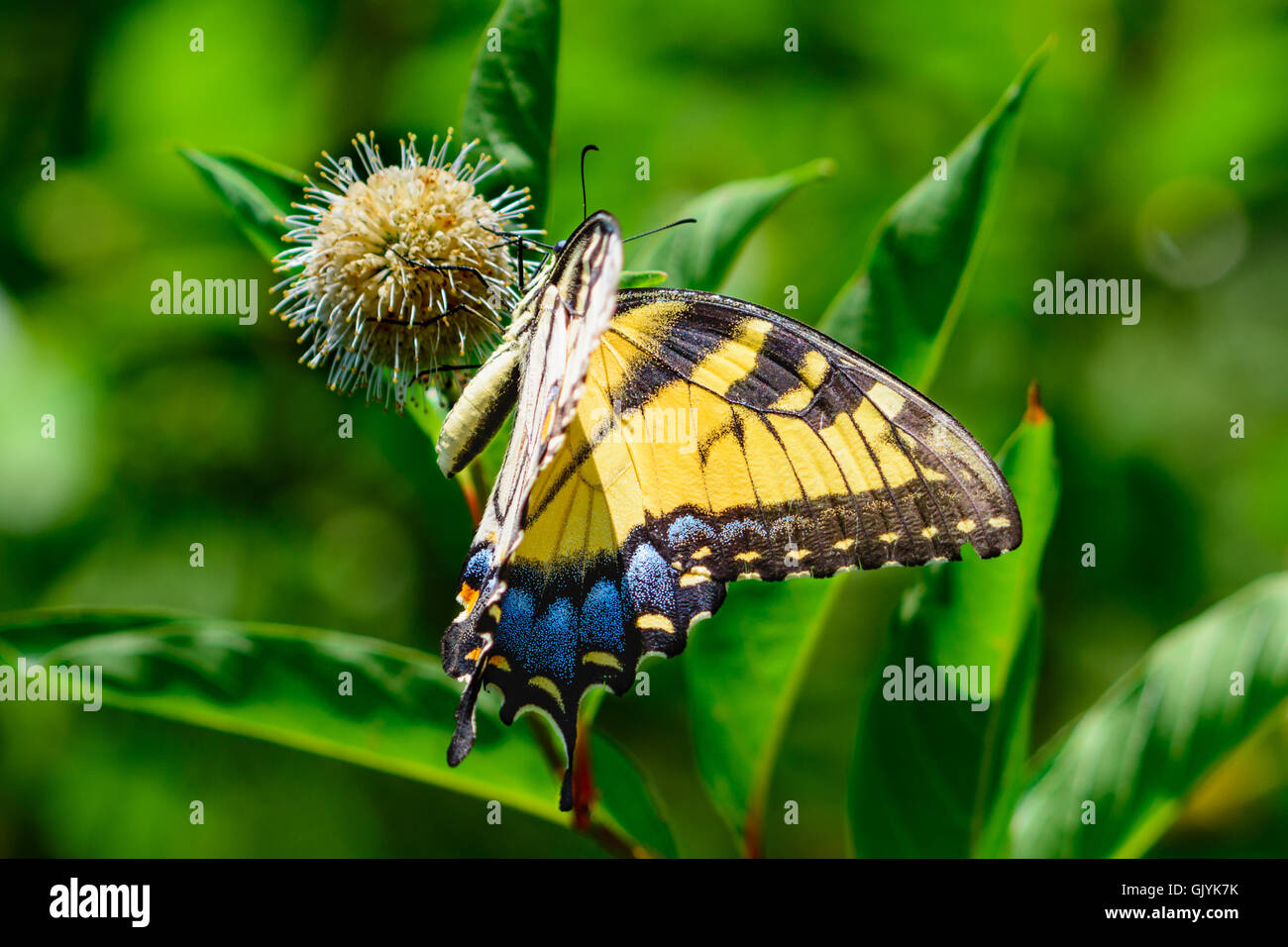 Eastern tiger swallowtail (Papilio glaucus) butterfly with vivid blue yellow and black. Side View Stock Photo