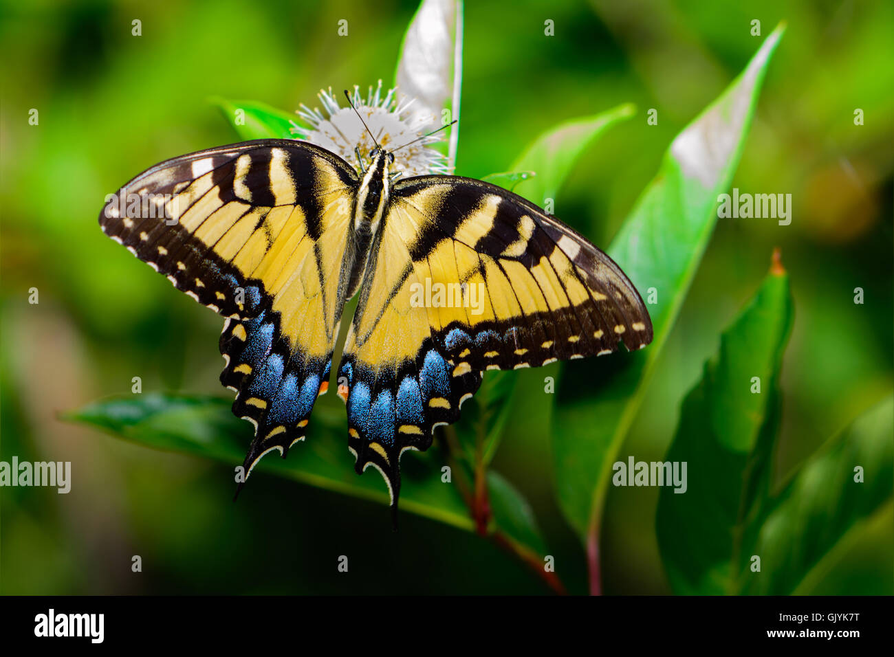 Eastern tiger swallowtail (Papilio glaucus) butterfly with vivid blue yellow and black. Top View Stock Photo