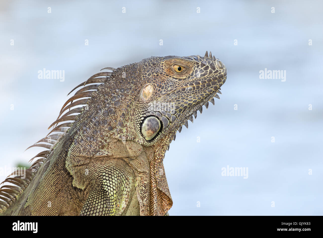 Portrait of a Green Iguana in the morning sun in South Florida Stock Photo