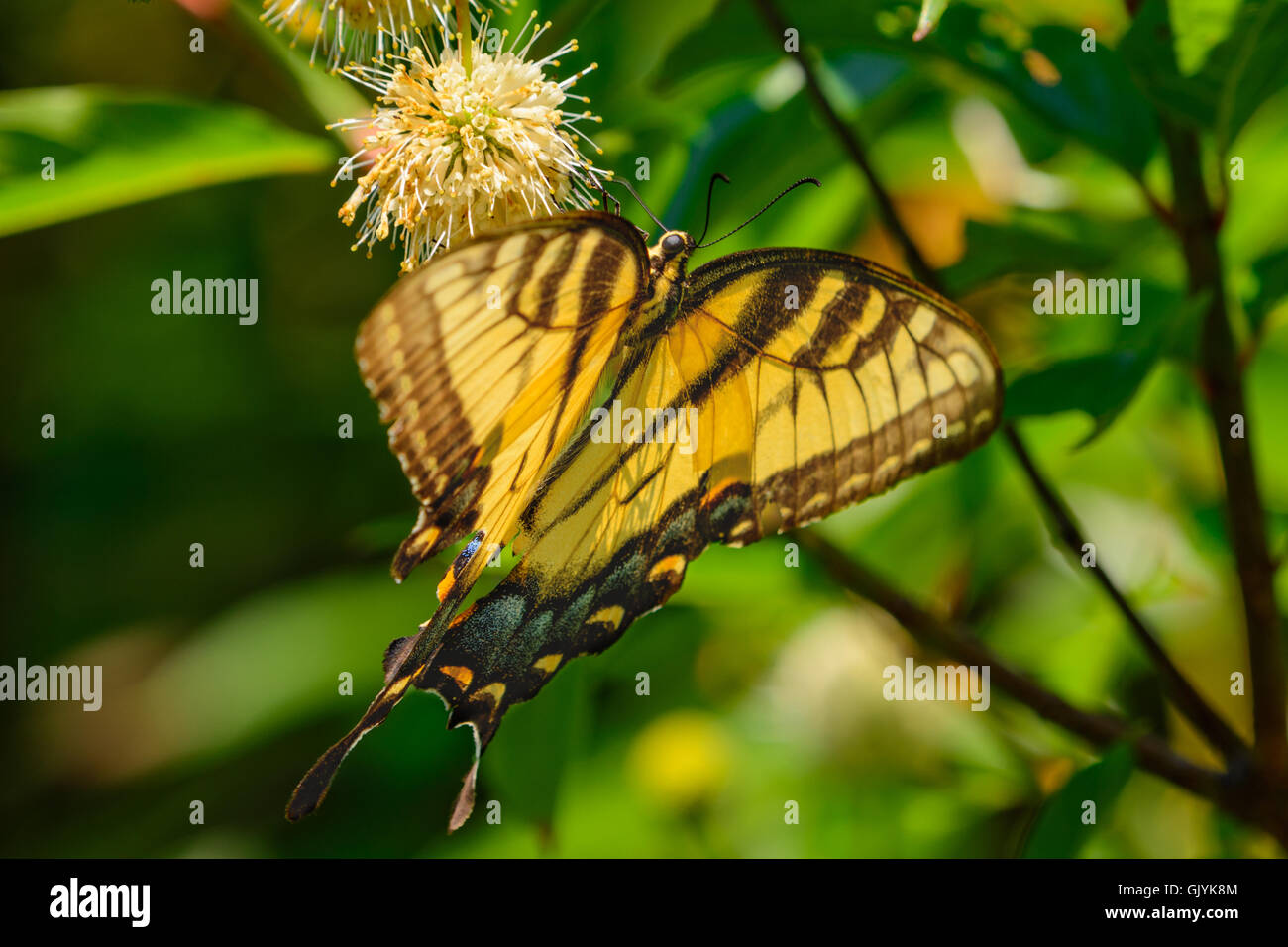 Eastern tiger swallowtail (Papilio glaucus) butterfly with vivid blue yellow and black. Stock Photo