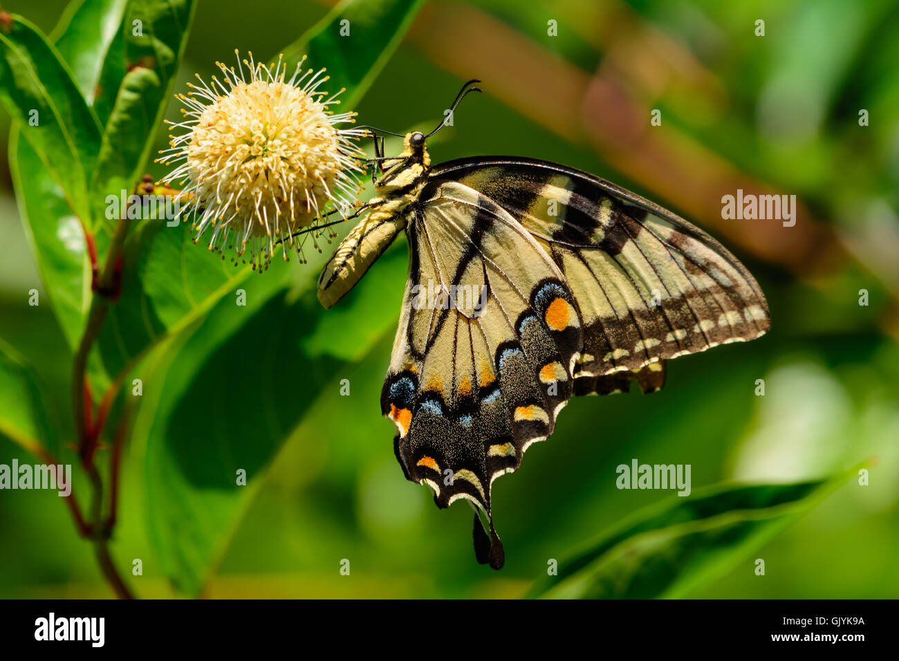 Eastern tiger swallowtail (Papilio glaucus) butterfly on flower. blurred green background side view Stock Photo