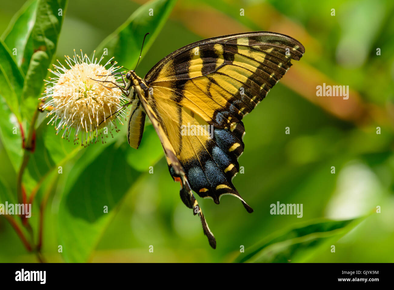 Eastern tiger swallowtail (Papilio glaucus) butterfly on flower. blurred green background Stock Photo