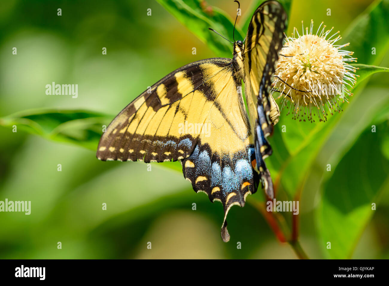 Eastern tiger swallowtail (Papilio glaucus) butterfly on flower. blurred green background Stock Photo