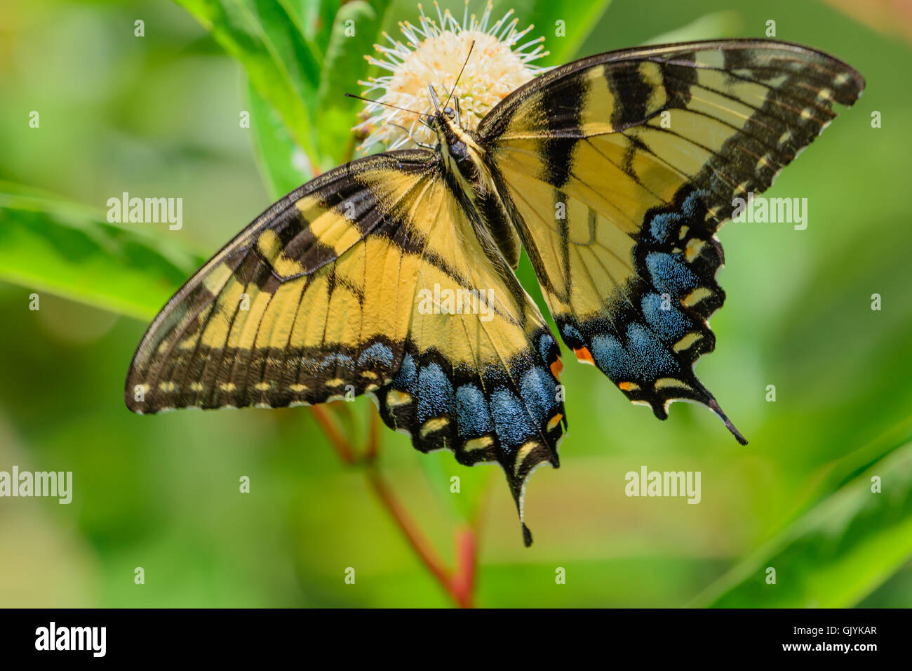 Eastern tiger swallowtail (Papilio glaucus) butterfly on flower. blurred green background top view Stock Photo