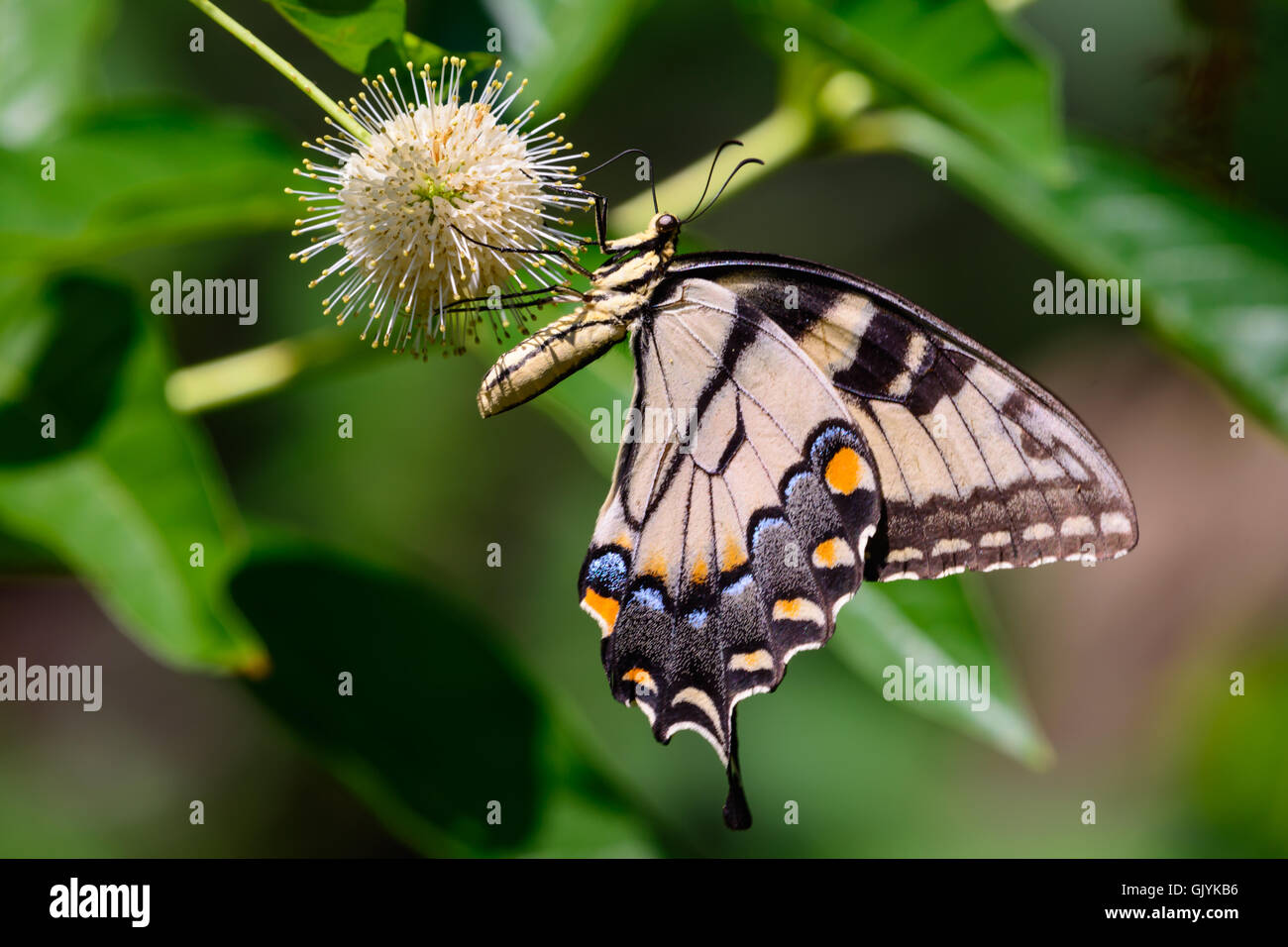 Eastern tiger swallowtail (Papilio glaucus) butterfly on flower. blurred green background side view Stock Photo