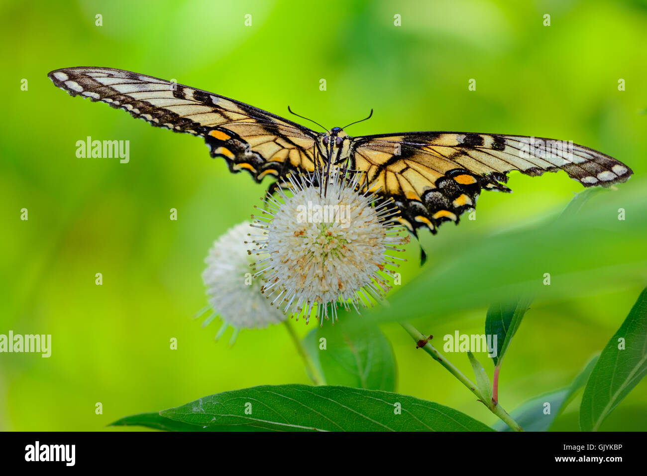 Eastern tiger swallowtail (Papilio glaucus) butterfly on flower. blurred green background front view Stock Photo