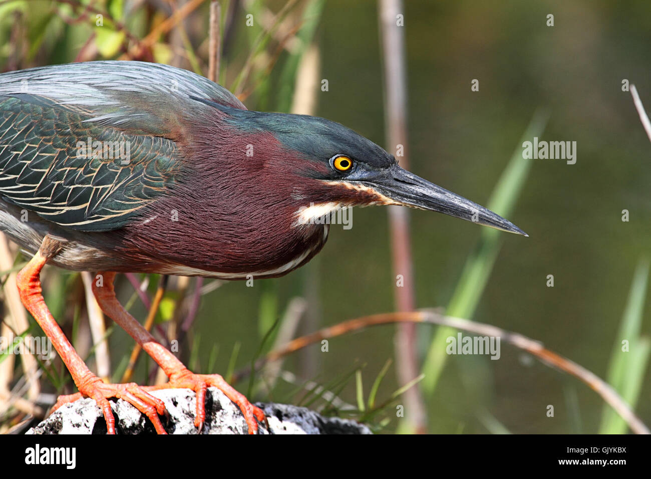 Birds wildlife hi-res stock photography and images - Alamy