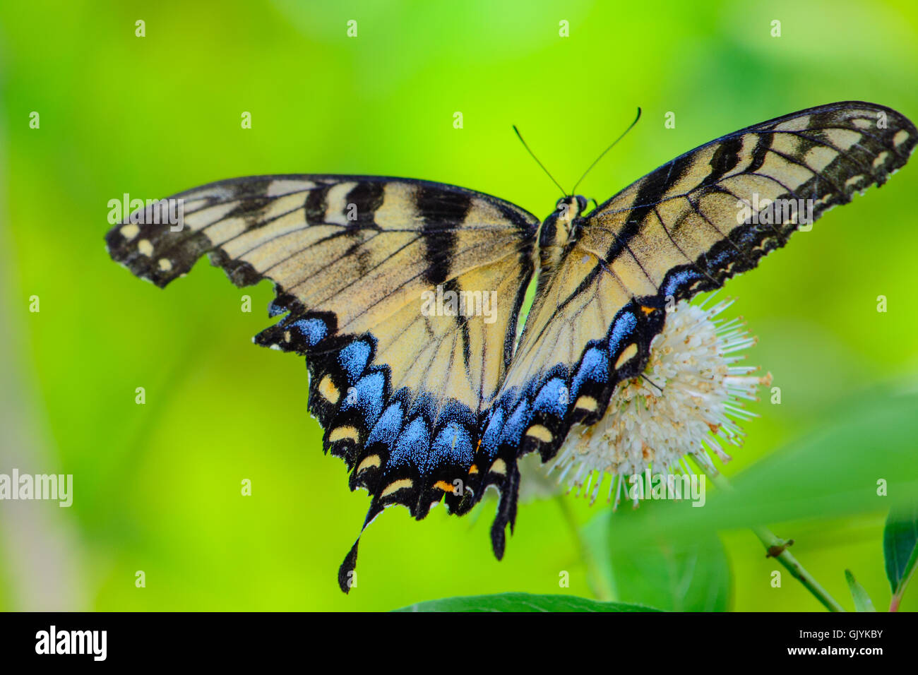 Eastern tiger swallowtail (Papilio glaucus) butterfly on flower. blurred green background top view Stock Photo