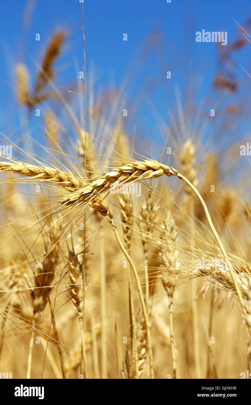 Kernel Farming Farming kernel hi-res stock photography and images - Alamy