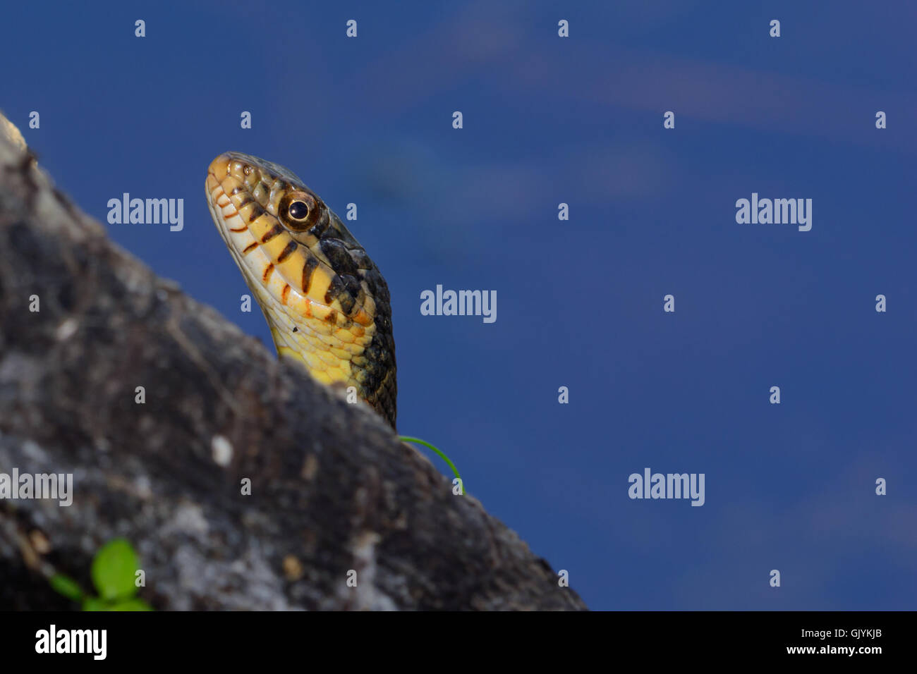 Diamondback Water Snake Nerodia rhombifer Stock Photo