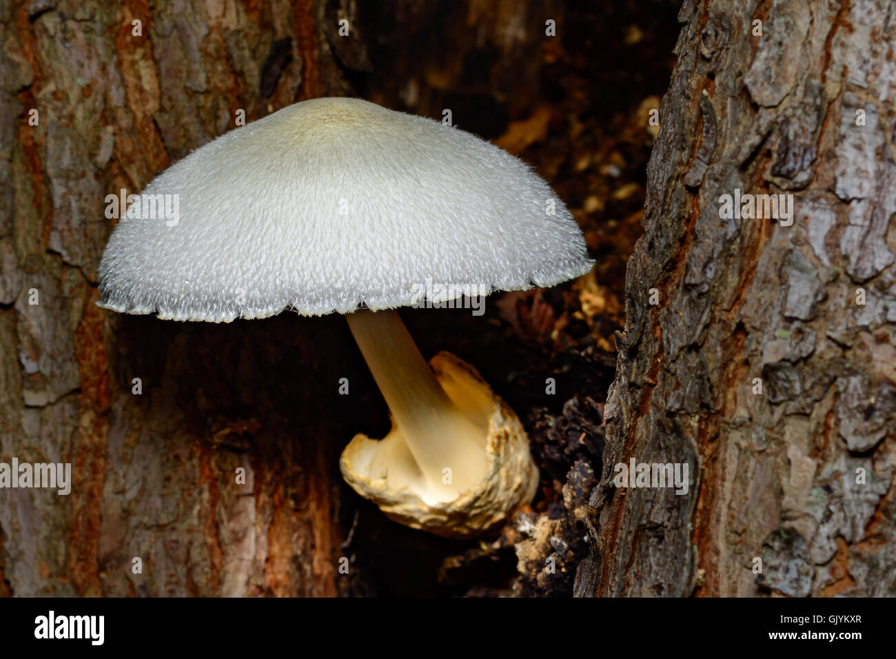 Silky Rosegill Mushroom Volvariella bombycina with vivid bright white cap shading a stem emerging from hollow of a tree. Stock Photo