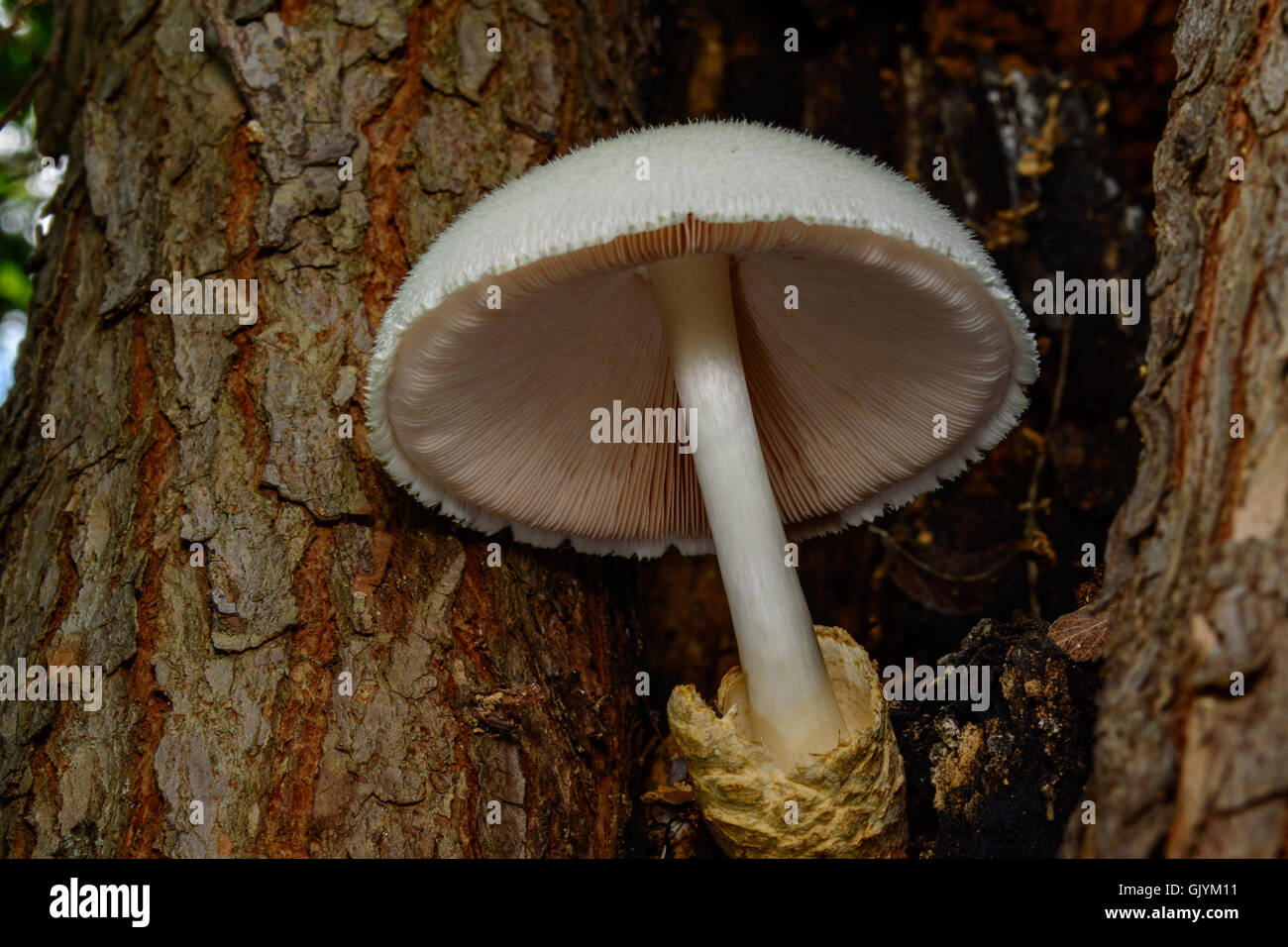 Silky Rosegill Mushroom Volvariella bombycina Snow White, textured cap with detailed underside revealing the gills or spines Stock Photo