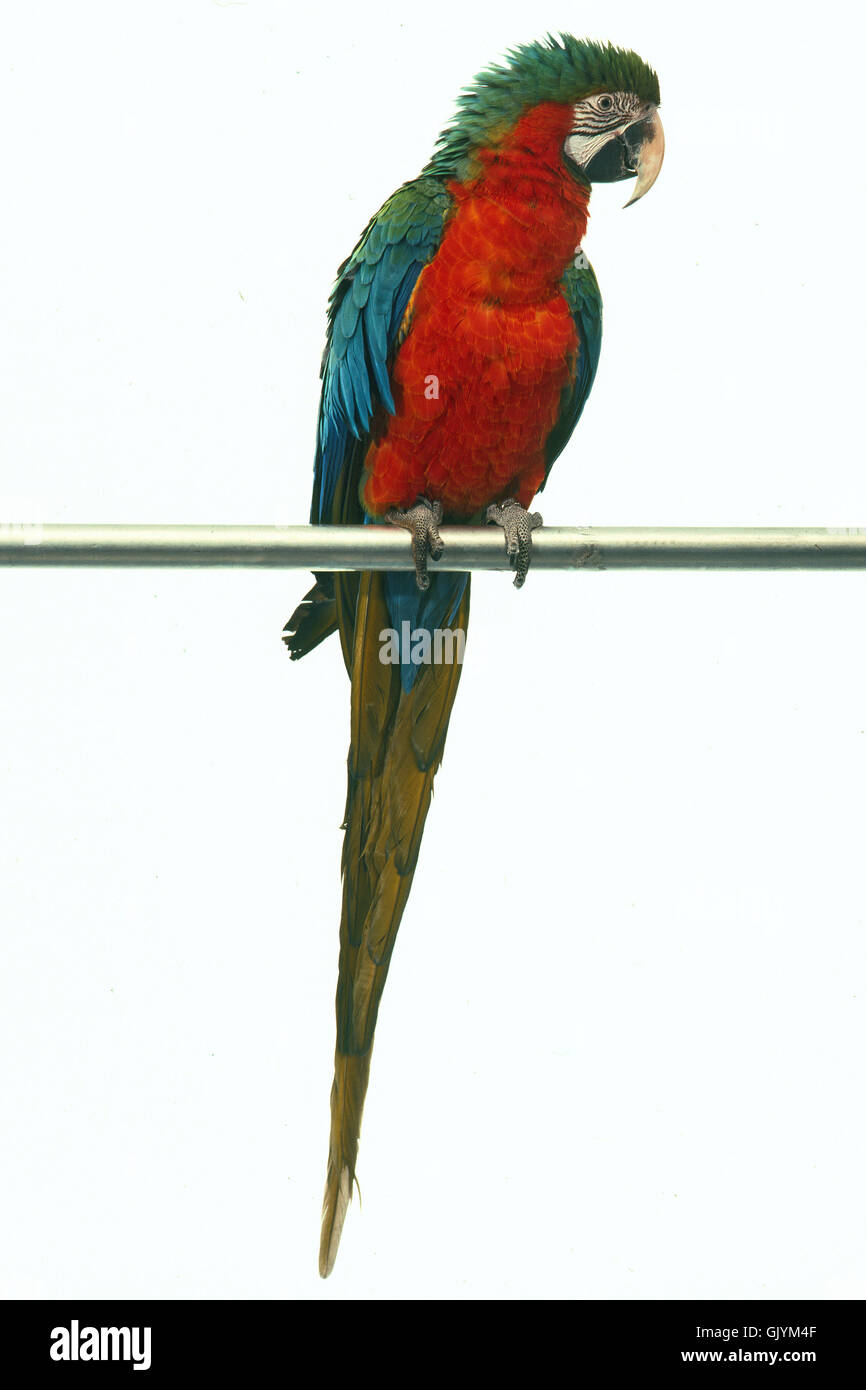 parrot coloured colourful Stock Photo Alamy