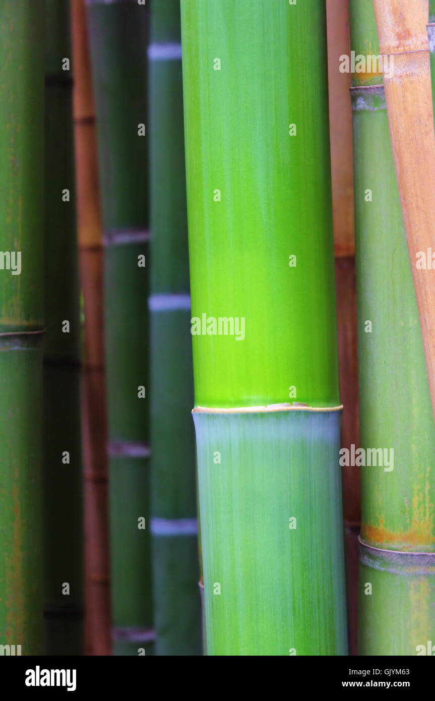 reed bamboo blade Stock Photo Alamy