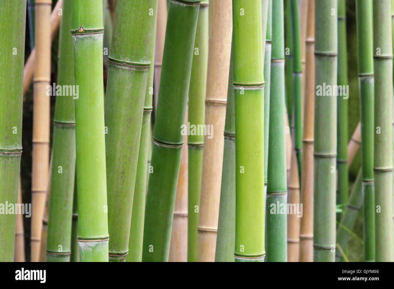 bamboo-blade