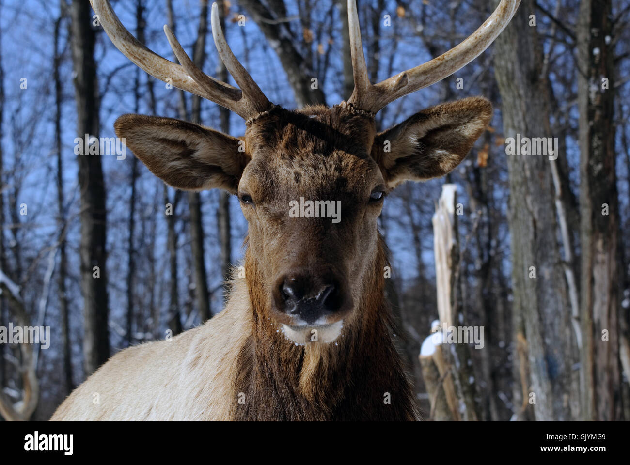 buck horn wildlife Stock Photo Alamy