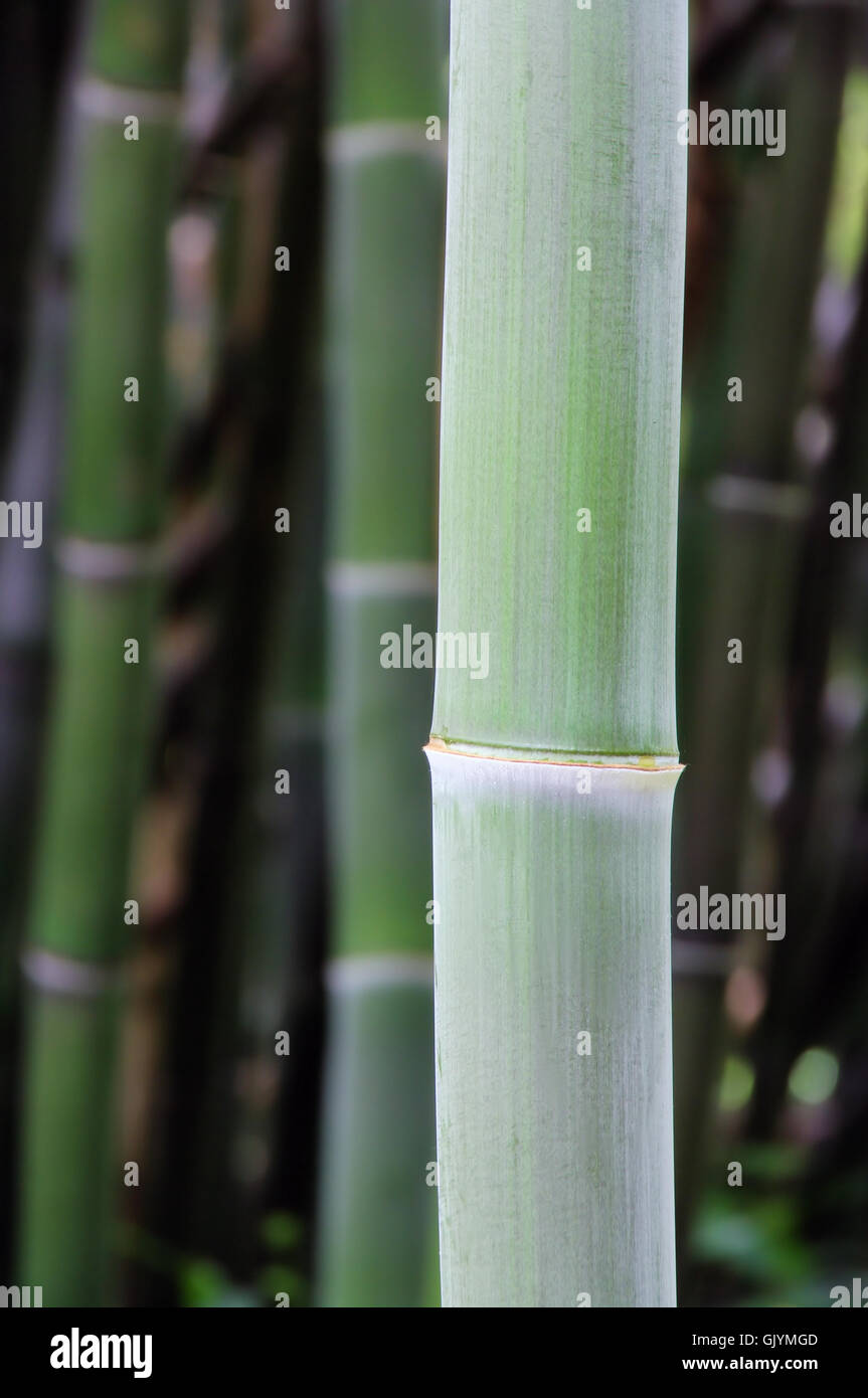 bamboo - bamboo 41 Stock Photo