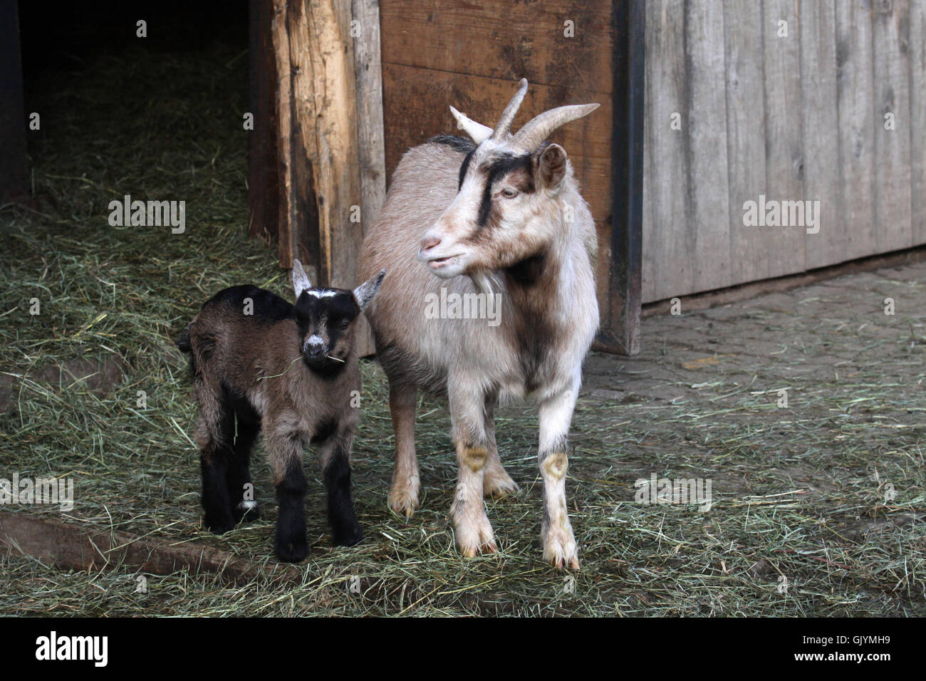 goat with kids Stock Photo Alamy