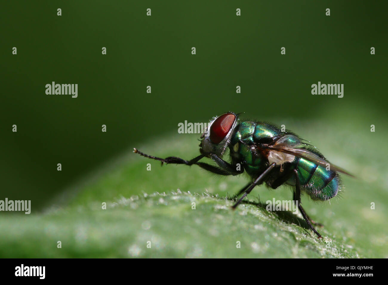 Green fly with red eyes on a green leaf Stock Photo