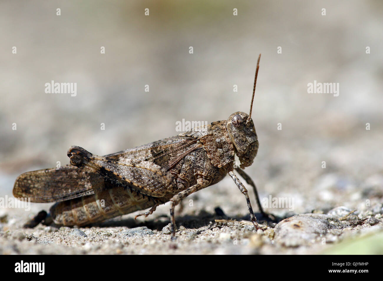Macro portrait of desert grasshopper or locust Stock Photo